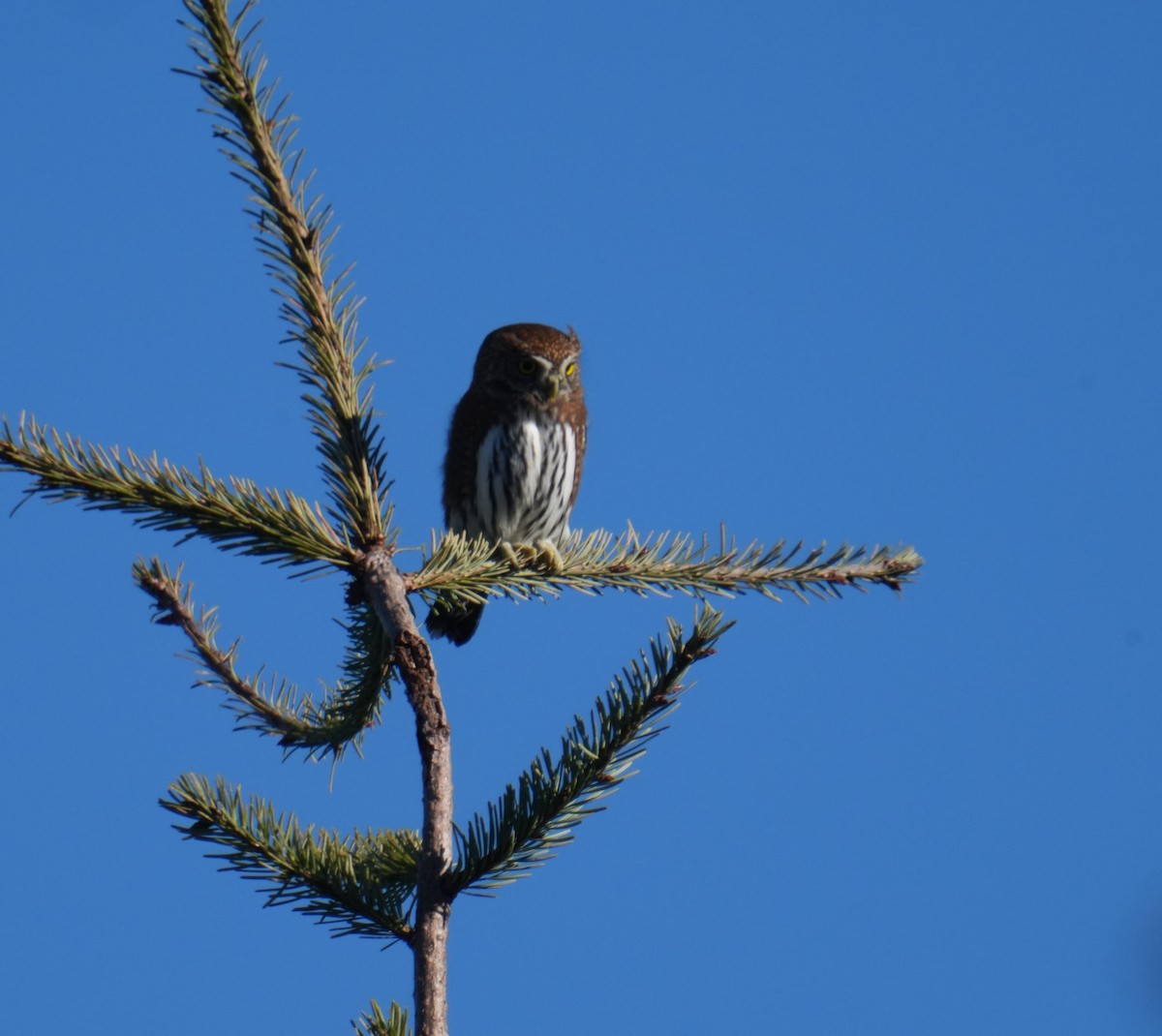 Northern Pygmy-Owl - ML611603524