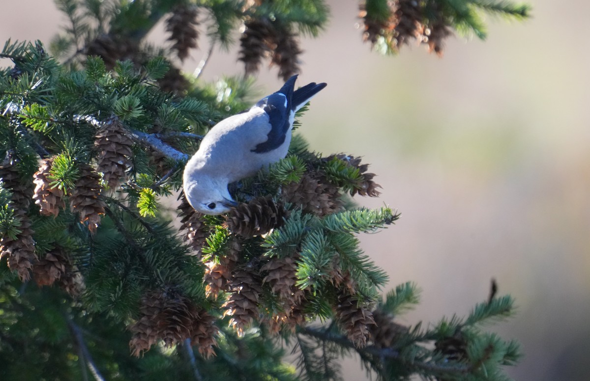 Clark's Nutcracker - ML611603574