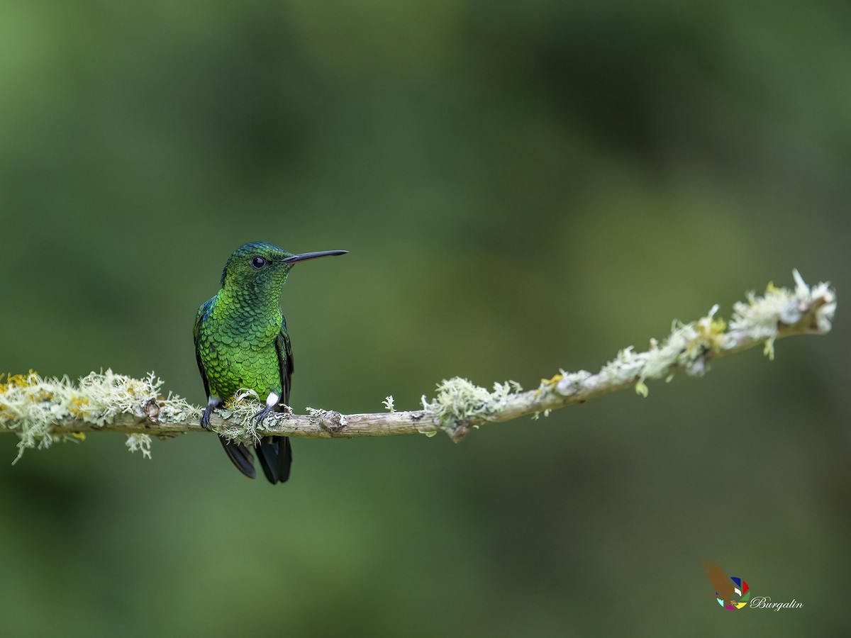 Steely-vented Hummingbird - ML611603599