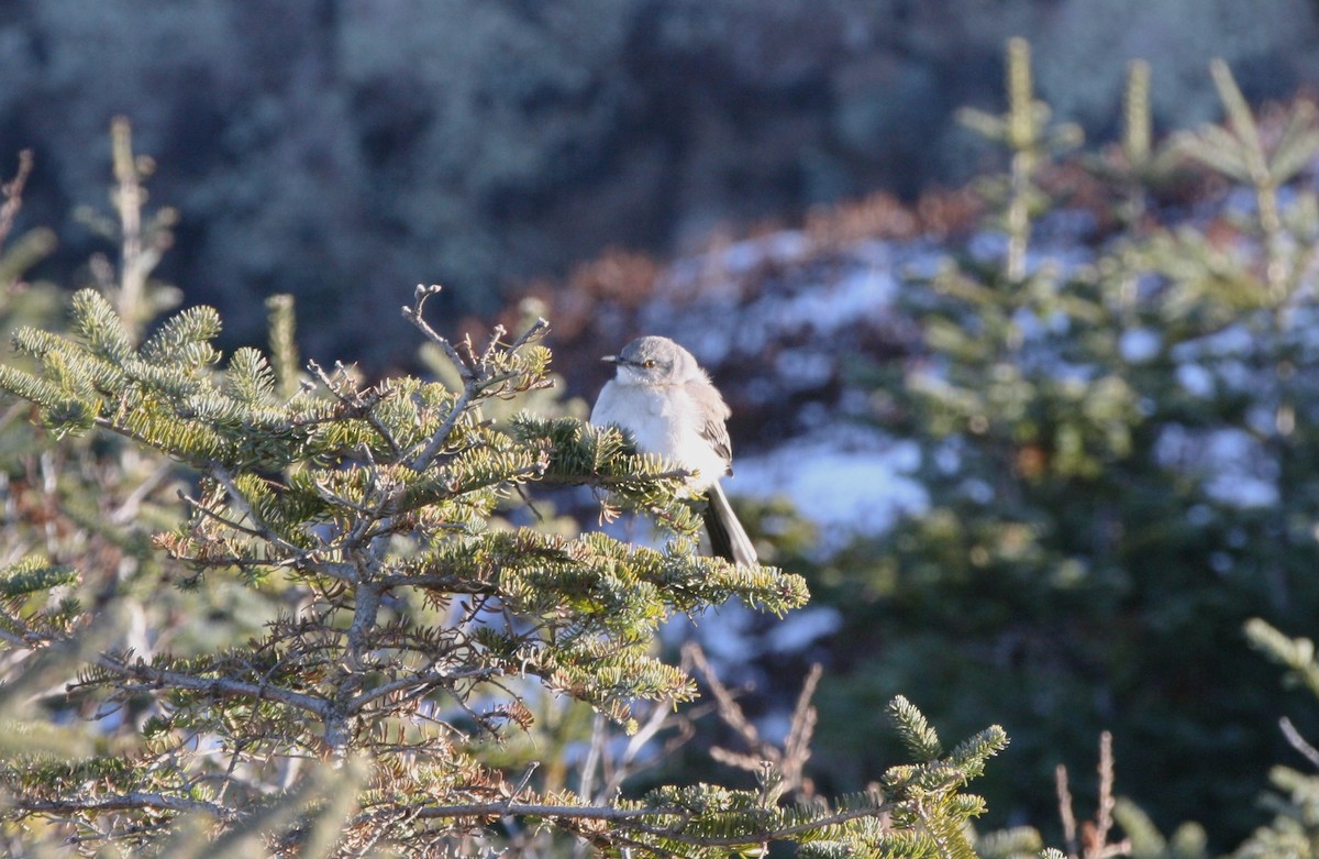 Northern Mockingbird - ML611603678