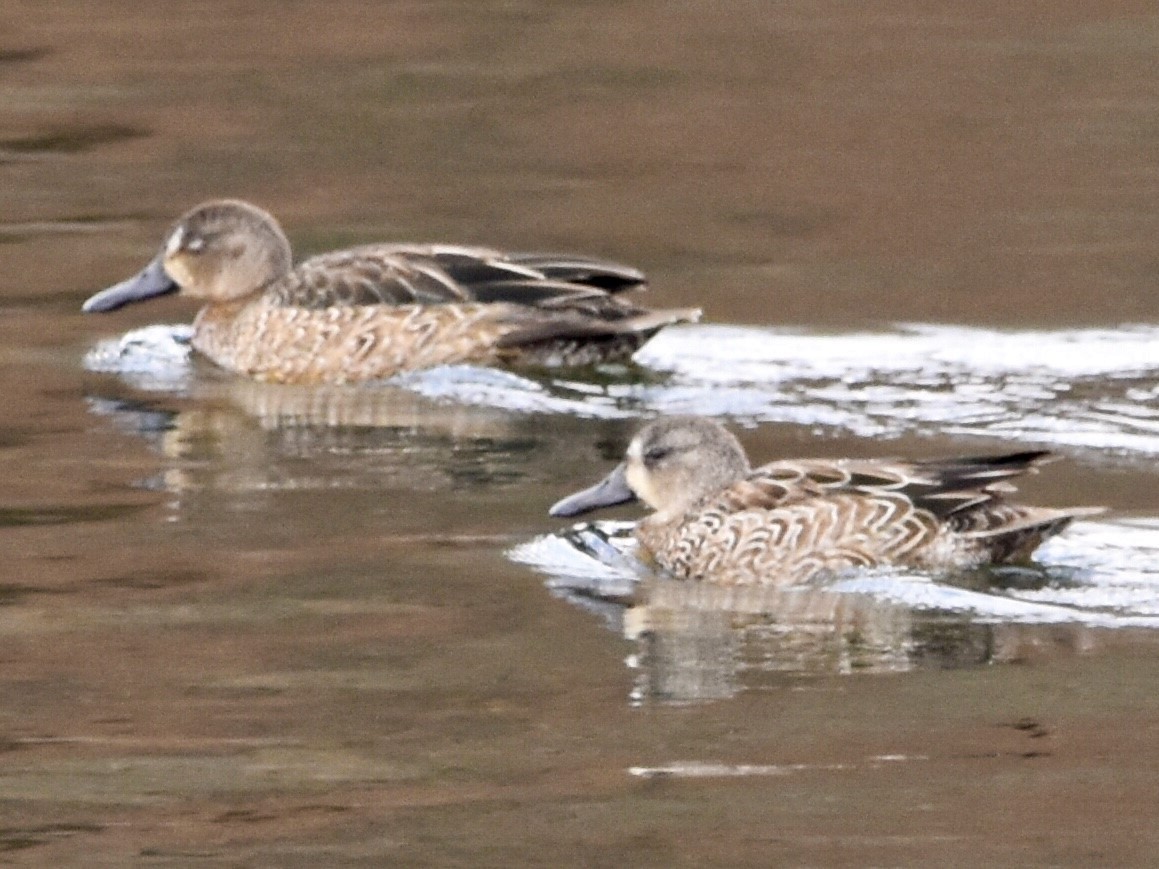 Blue-winged Teal - ML611603732