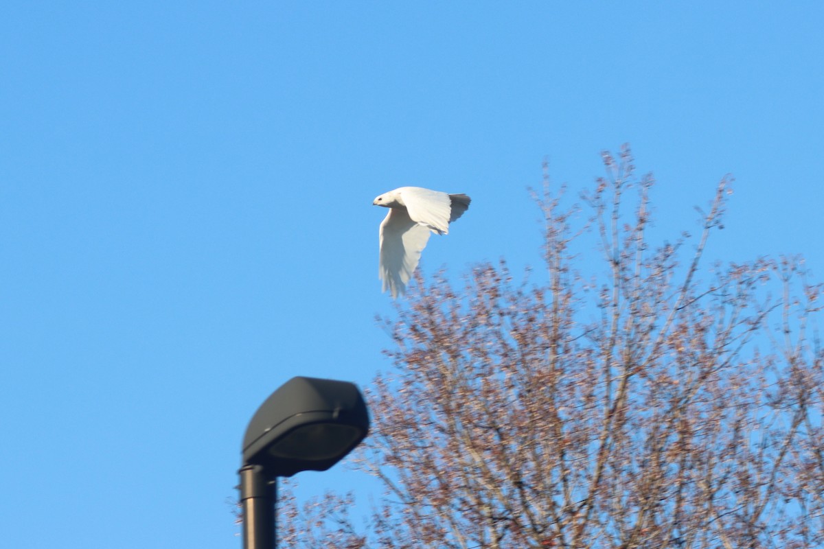 Red-tailed Hawk - ML611603768