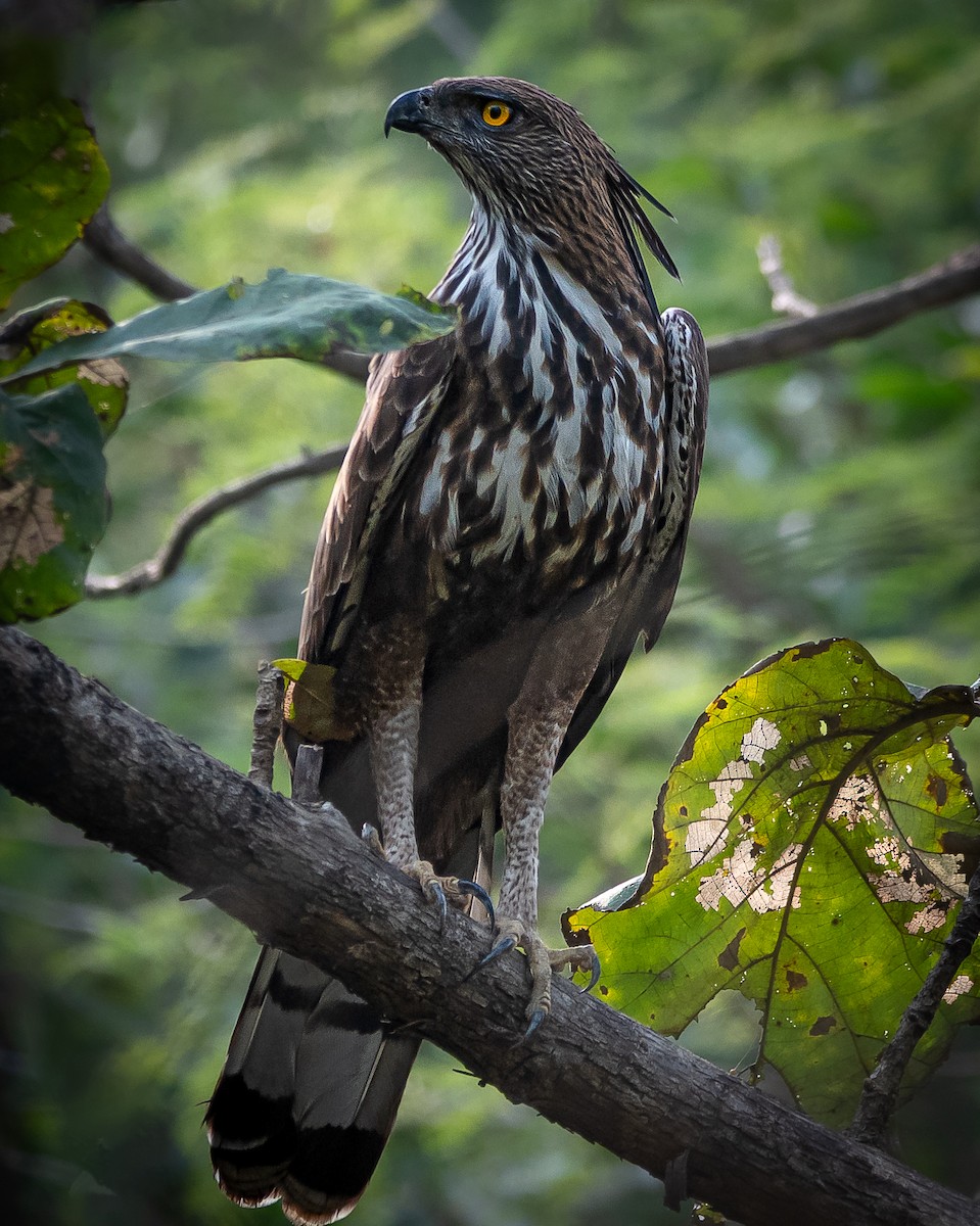 Changeable Hawk-Eagle - ML611603769