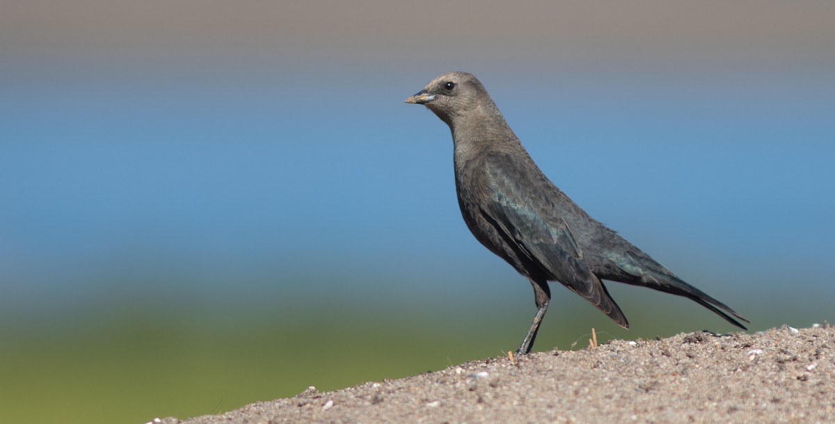 Brewer's Blackbird - Doug Hitchcox