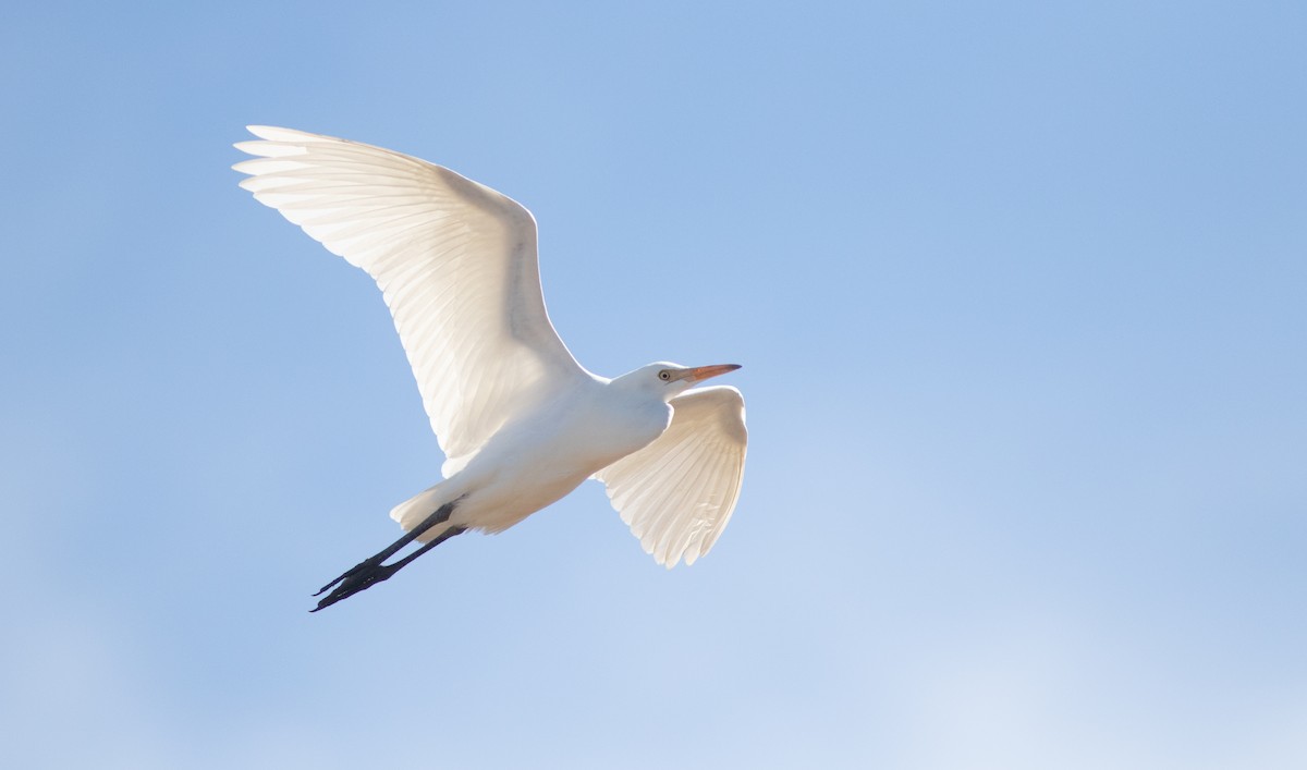 Western Cattle Egret - Doug Hitchcox