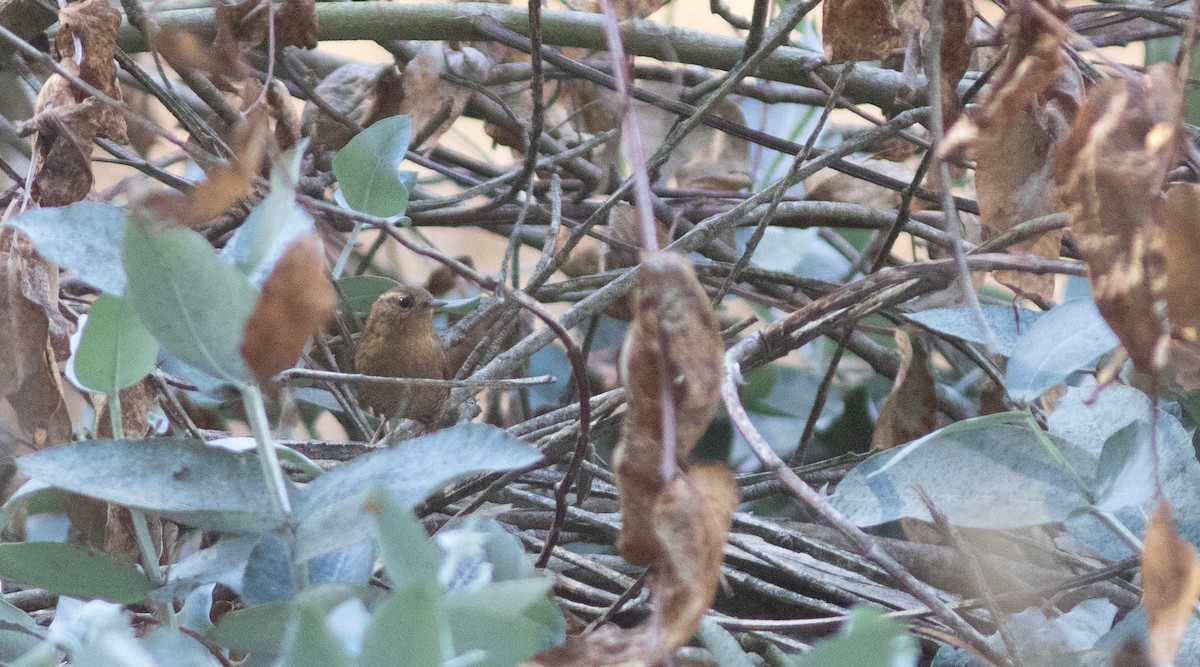 Pacific Wren - Doug Hitchcox