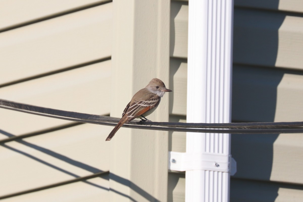 Ash-throated Flycatcher - ML611603821