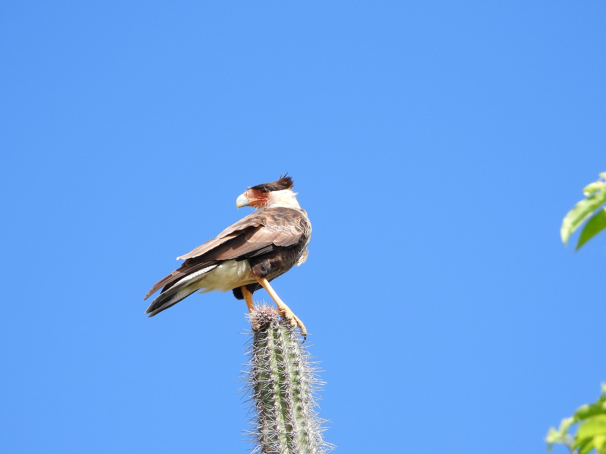 Crested Caracara - ML611603934