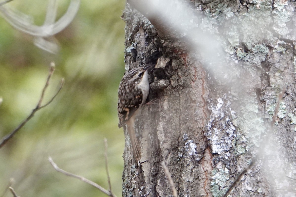 Brown Creeper - ML611603993