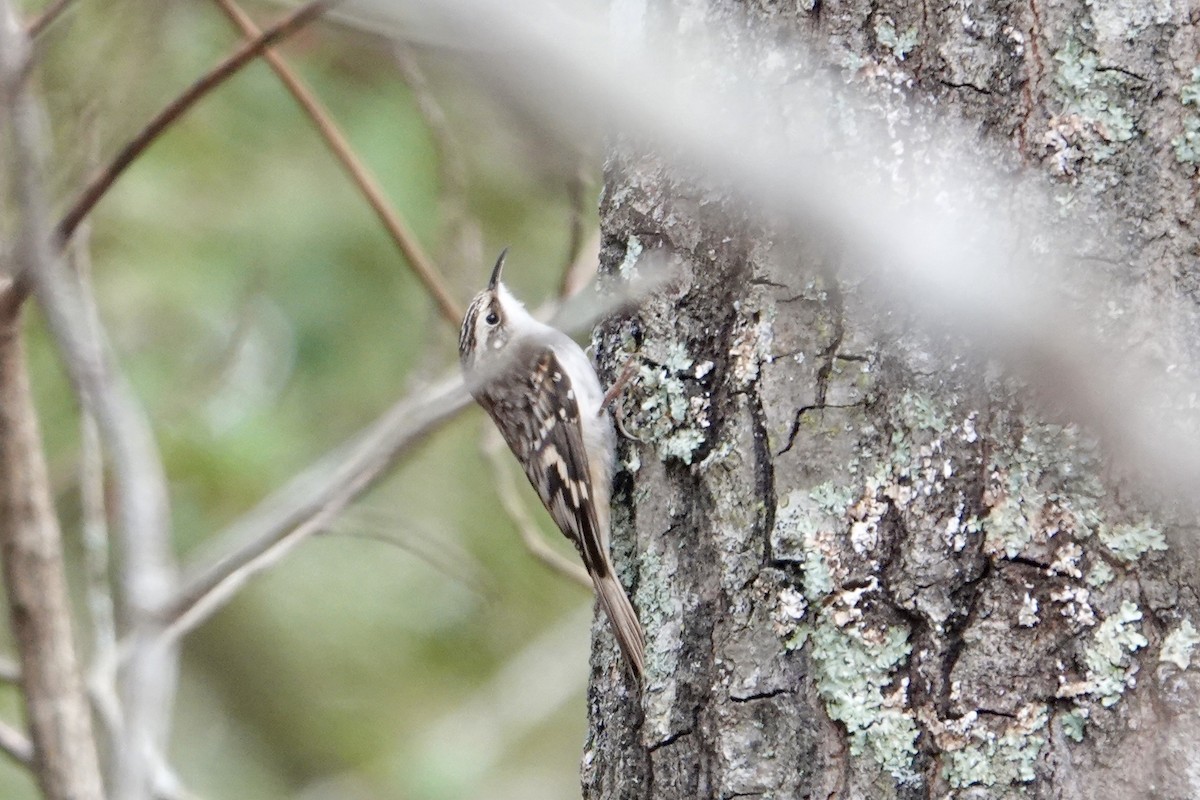 Brown Creeper - ML611603994