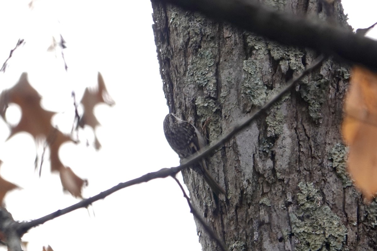 Brown Creeper - ML611603995