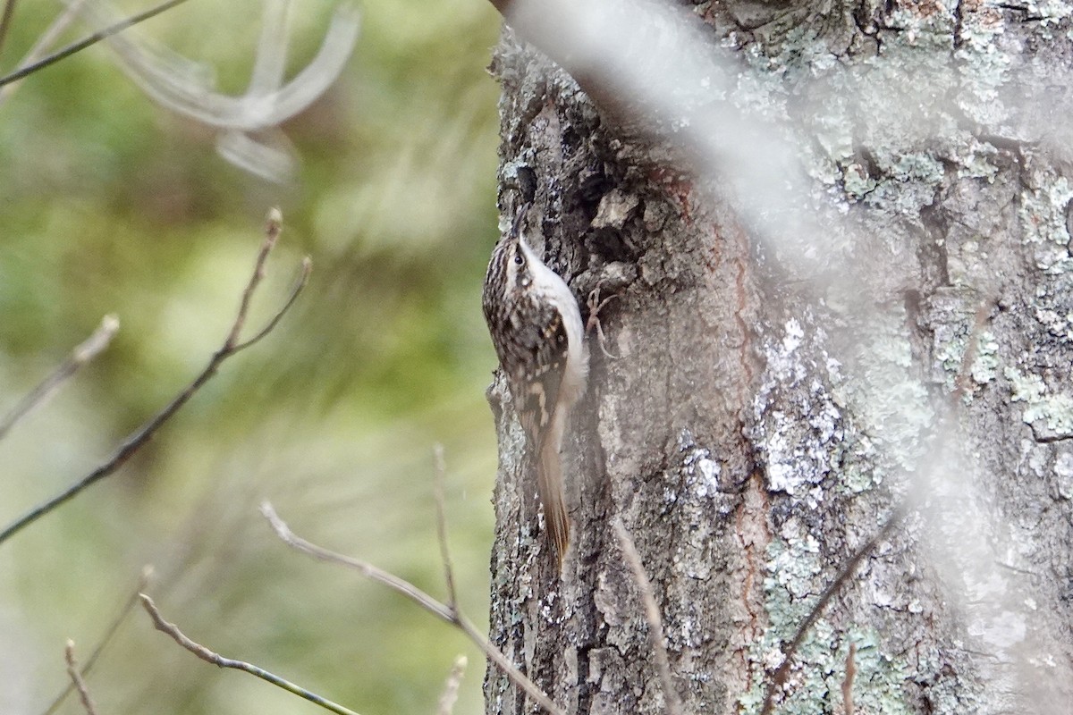 Brown Creeper - ML611603996