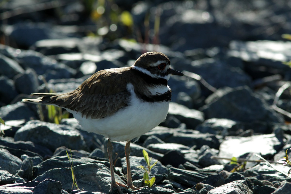 Killdeer - ML611604010