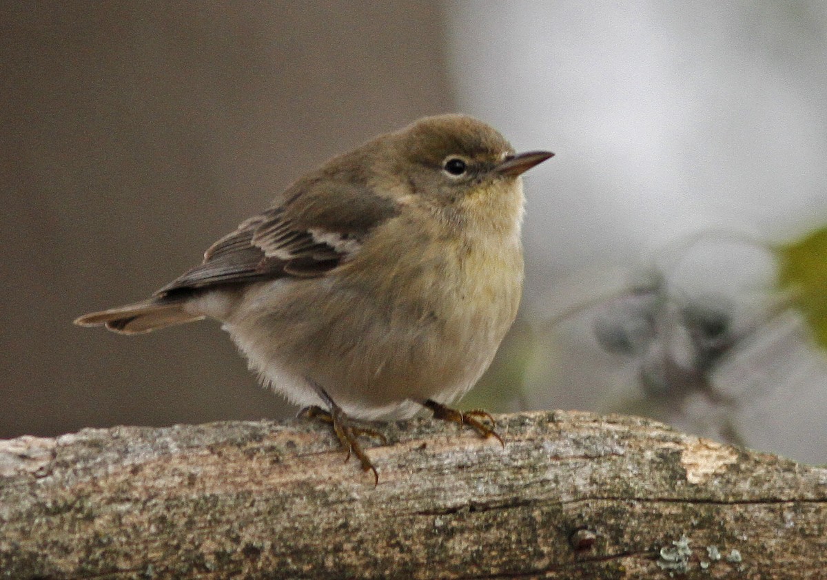 Pine Warbler - ML611604092