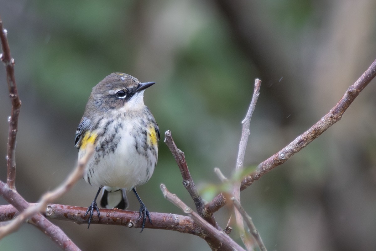 Yellow-rumped Warbler (Myrtle) - ML611604110