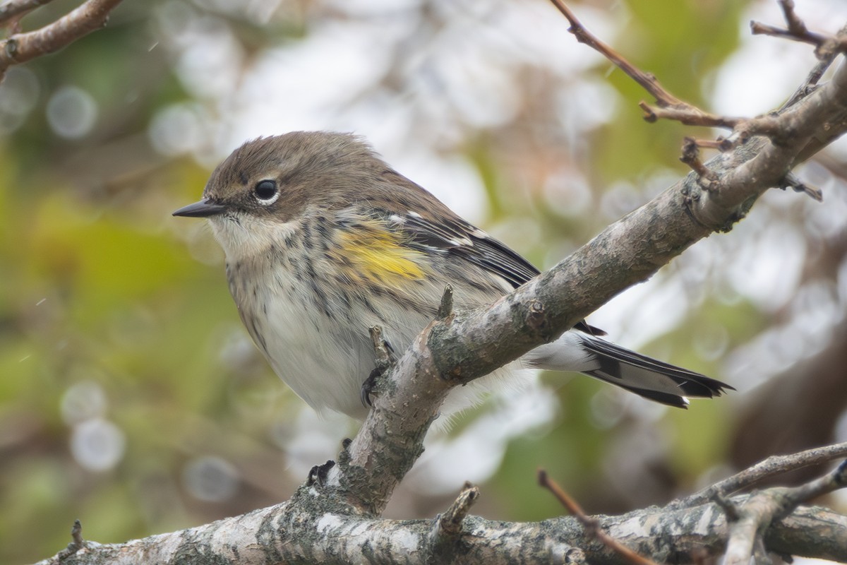 Yellow-rumped Warbler (Myrtle) - ML611604115