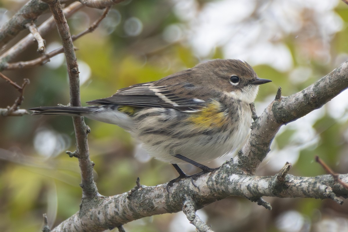 Yellow-rumped Warbler (Myrtle) - ML611604116