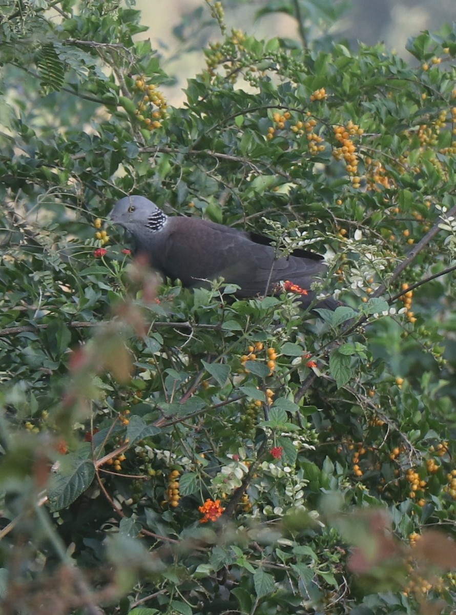 Nilgiri Wood-Pigeon - ML611604190