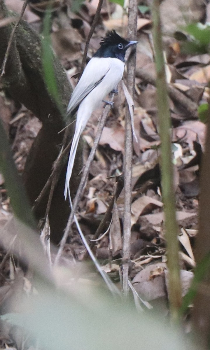 Indian Paradise-Flycatcher - ML611604268