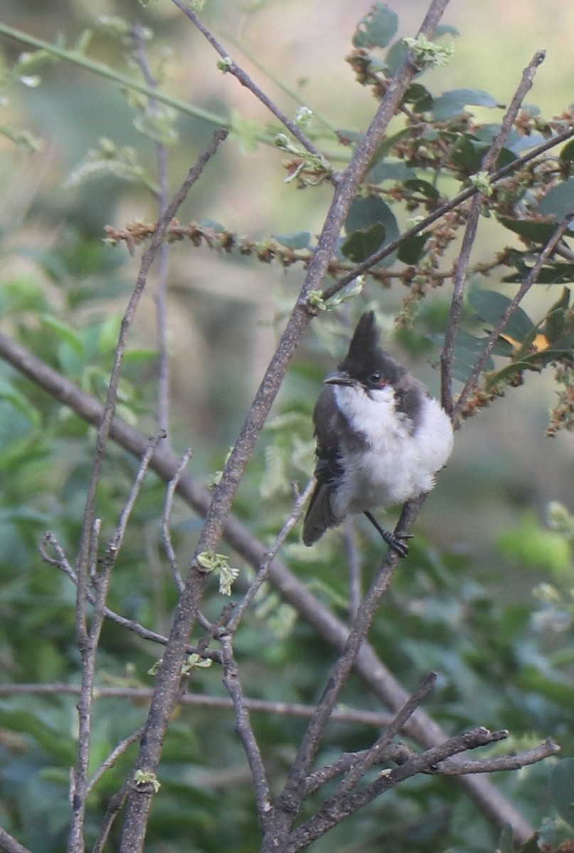 Red-whiskered Bulbul - ML611604288