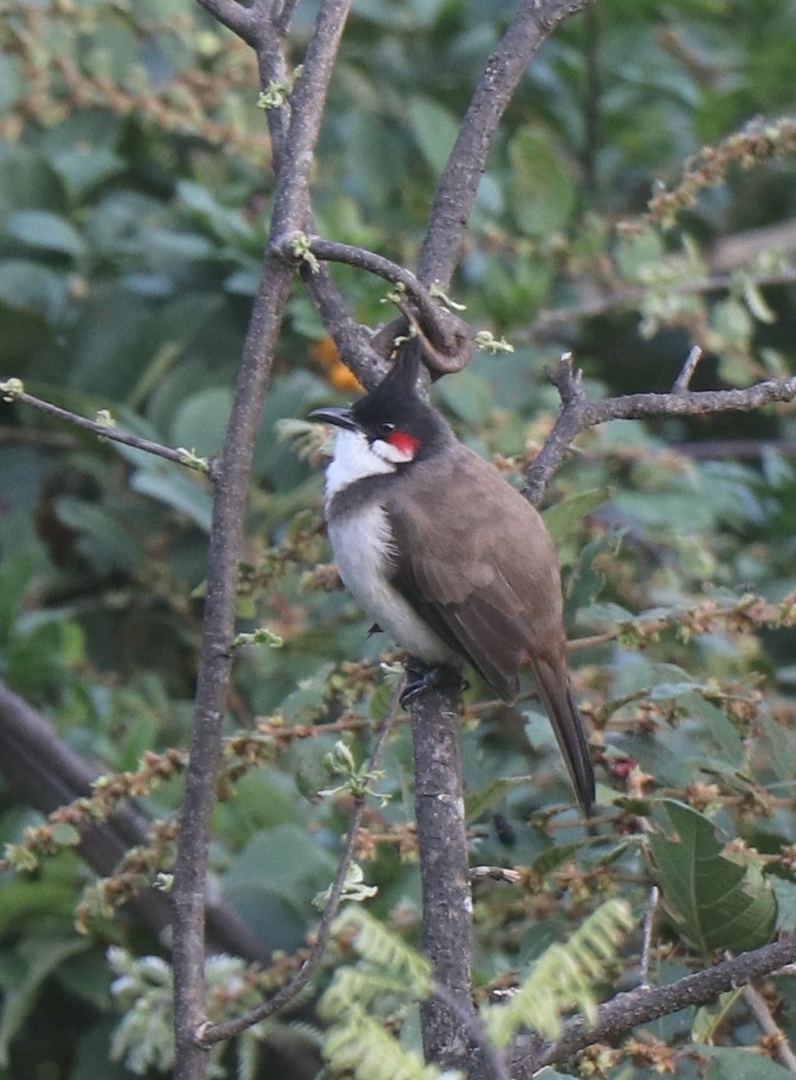 Red-whiskered Bulbul - ML611604289