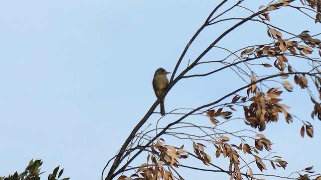 Greater Pewee - ML611604290