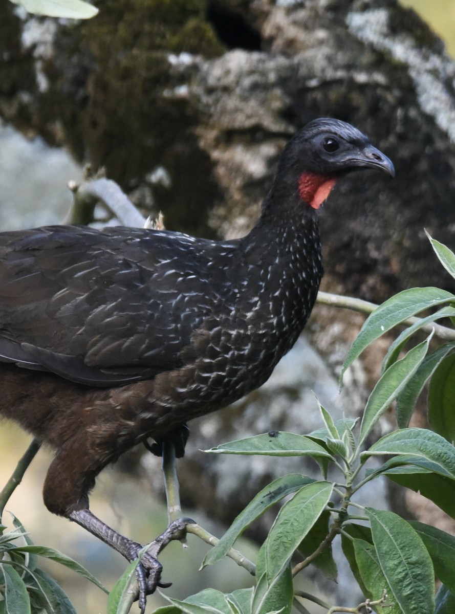 Dusky-legged Guan - ML611604356