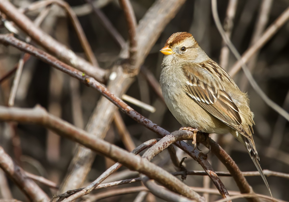 White-crowned Sparrow (Gambel's) - ML611604396