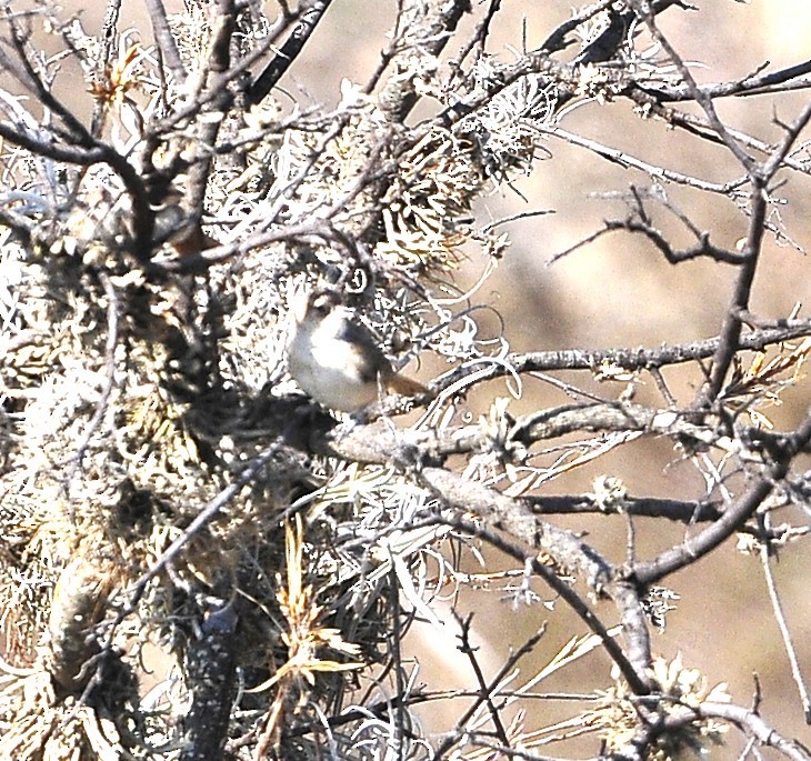 Streak-fronted Thornbird - ML611604445