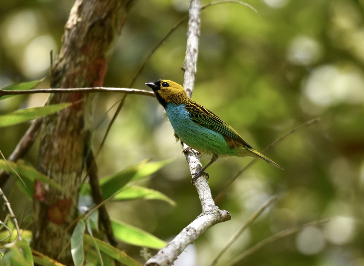 Gilt-edged Tanager - ML611604446