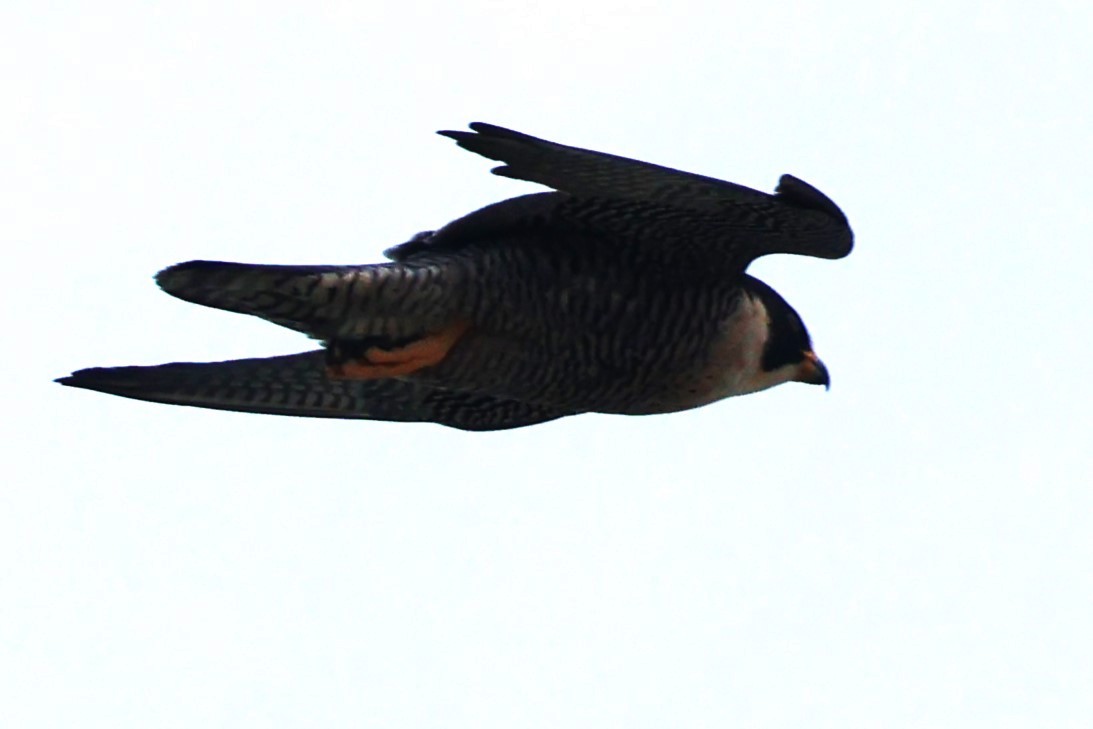 Peregrine Falcon - ML611604457