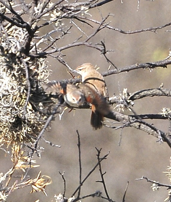 Streak-fronted Thornbird - ML611604467