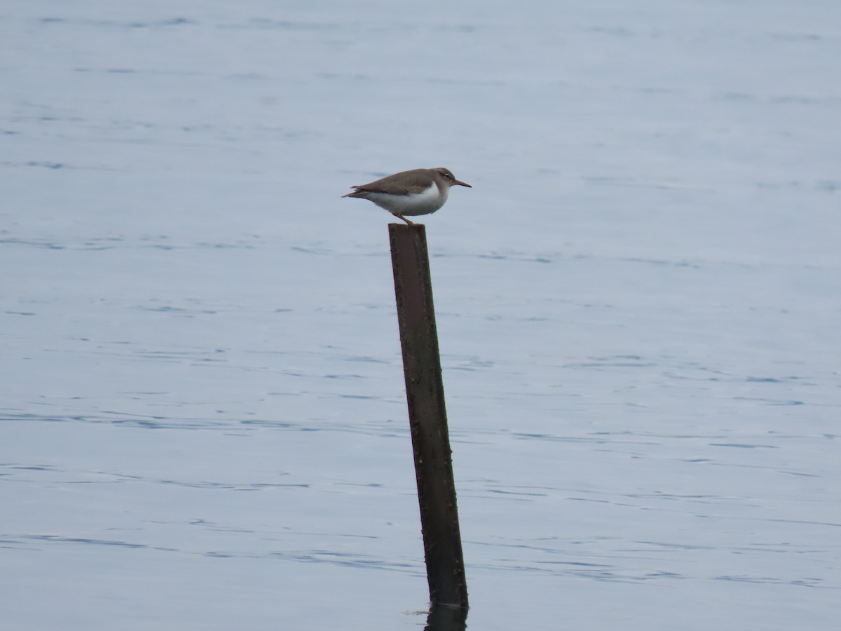 Spotted Sandpiper - ML611604485