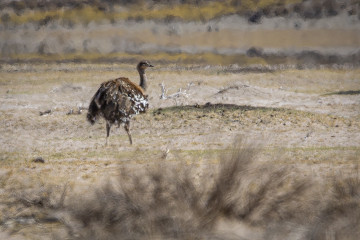 ML611604528 - Lesser Rhea - Macaulay Library