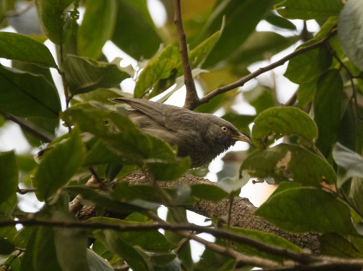 Jungle Babbler - ML611604545