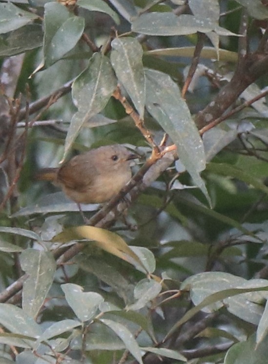 Brown-cheeked Fulvetta - ML611604560