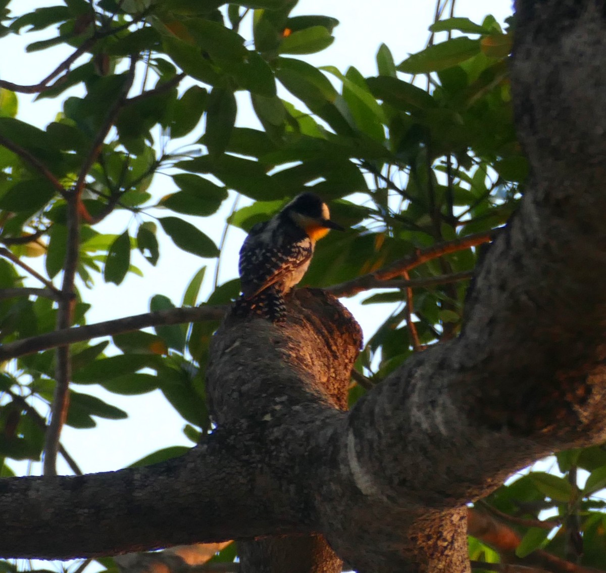 White-fronted Woodpecker - ML611604590