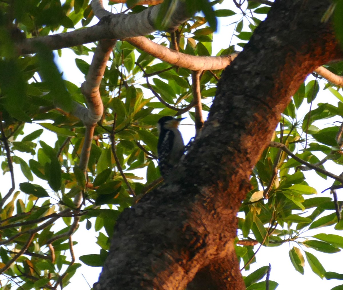 White-fronted Woodpecker - ML611604591