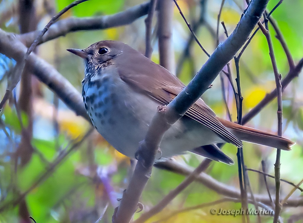 Hermit Thrush - Joseph Morlan