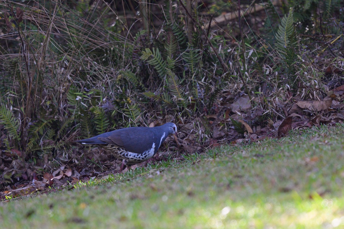 Wonga Pigeon - ML611604849