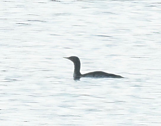 Red-throated Loon - ML611604859