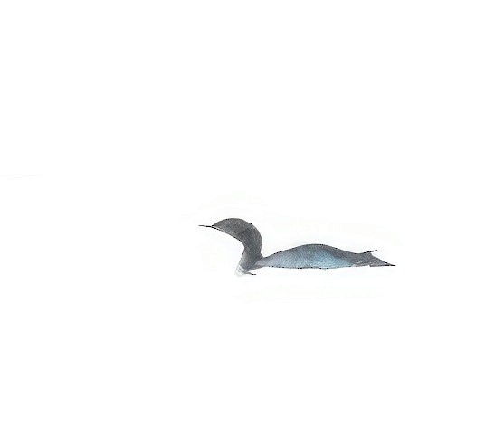 Red-throated Loon - ML611604860