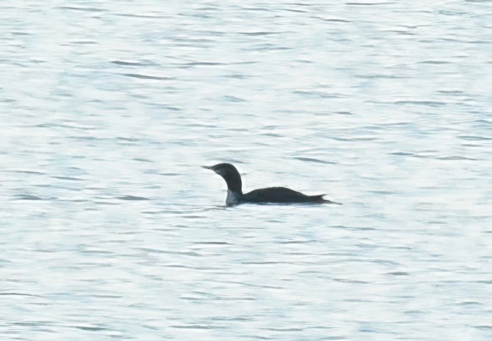 Red-throated Loon - ML611604861