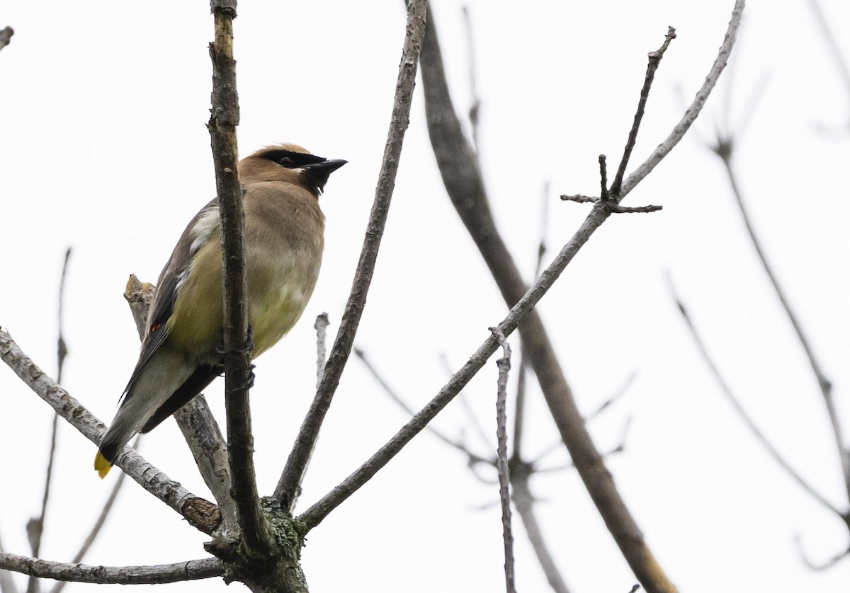 Zedernseidenschwanz - ML611604934