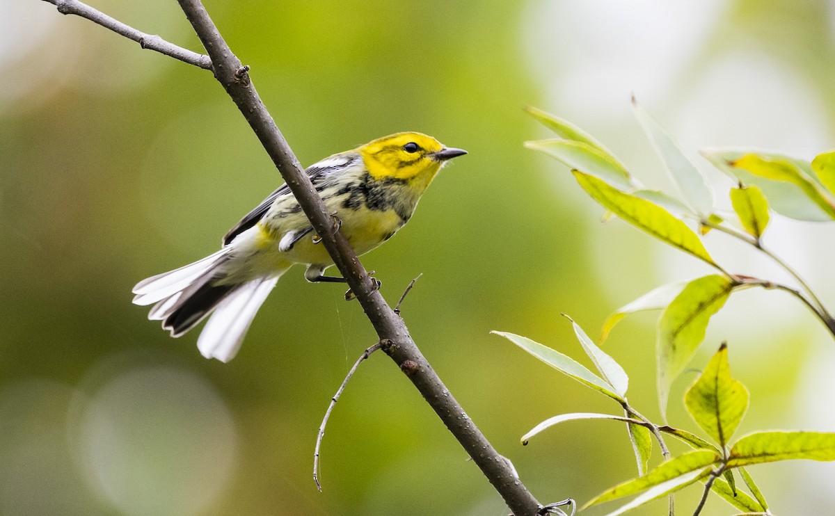 Black-throated Green Warbler - ML611604955