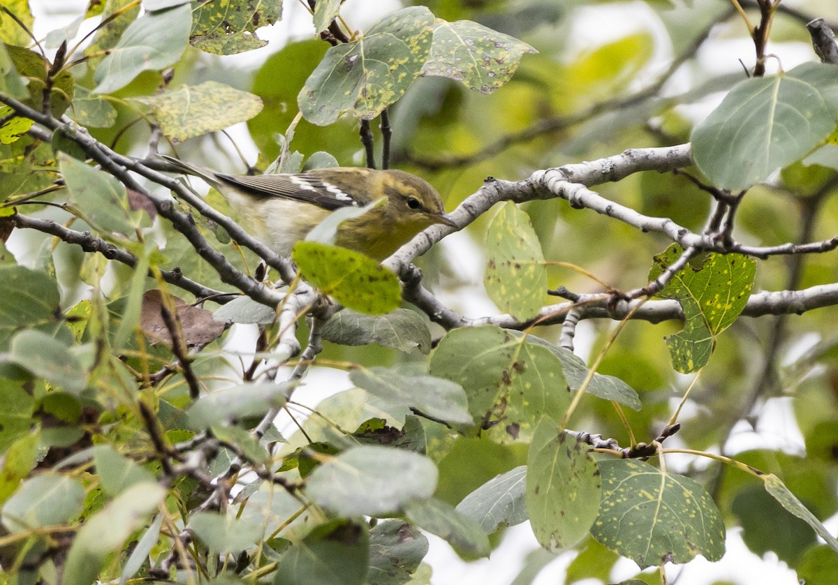 Kara Kırçıllı Ötleğen - ML611604964