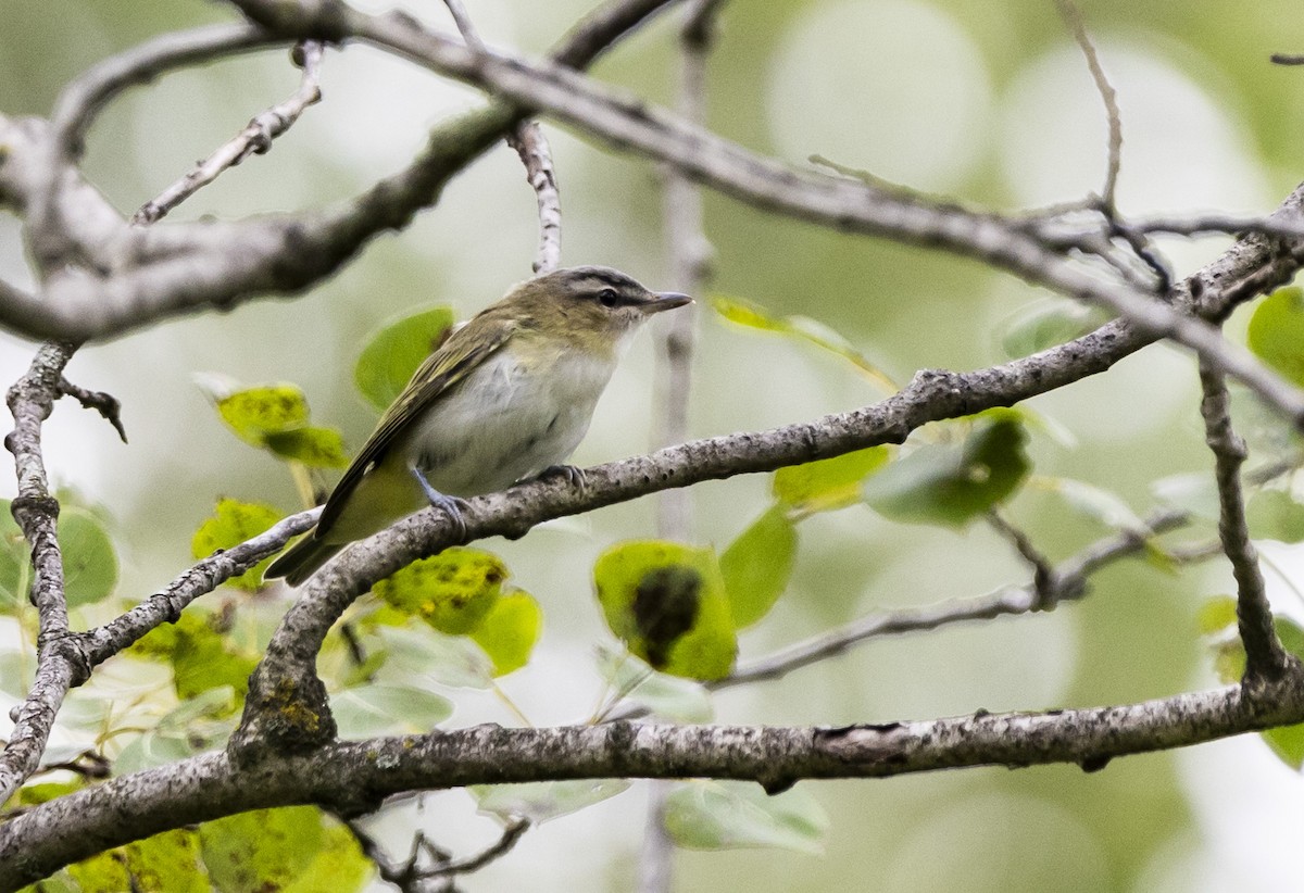 Rotaugenvireo - ML611604975