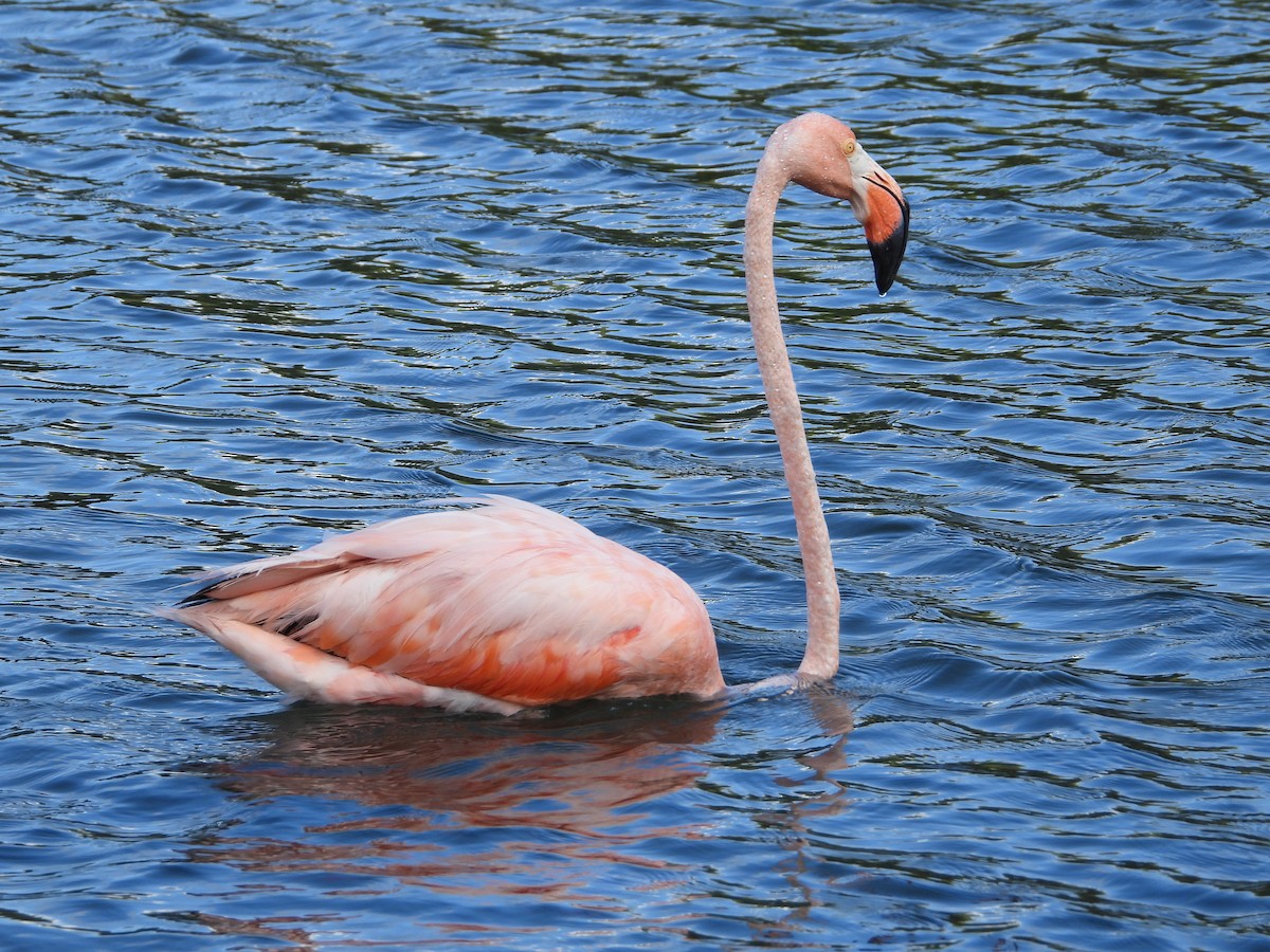 American Flamingo - ML611604981