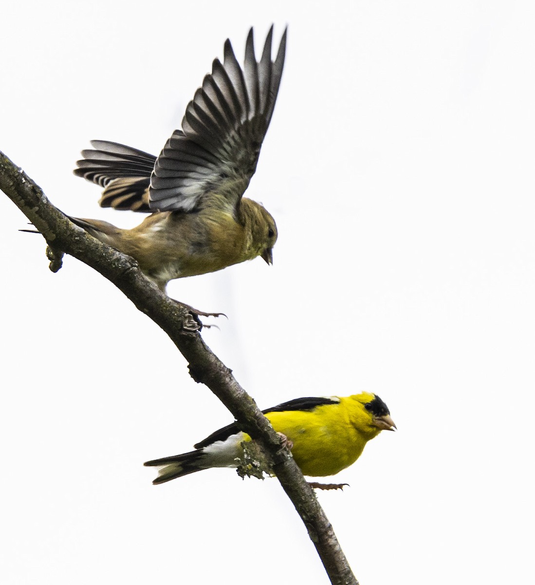 American Goldfinch - ML611604989