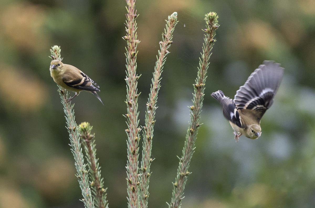 Goldzeisig - ML611604990